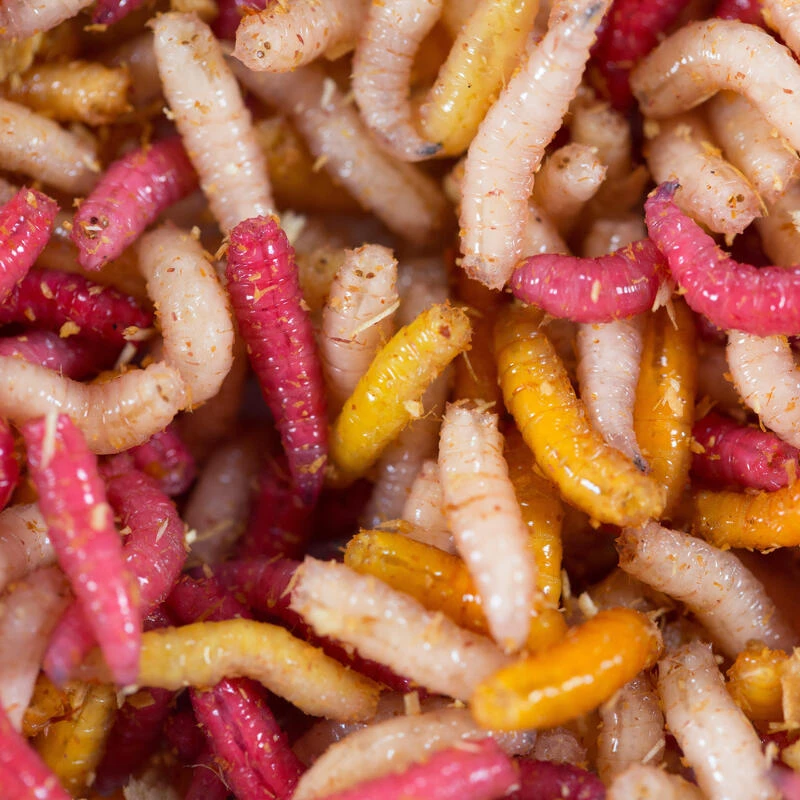 No Brand Appâts Vivants De Pêche, 1/2 L Asticots Multi Couleurs 3 No Brand Appâts Vivants De Pêche, 1/2 L Asticots Multi Couleurs